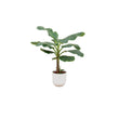 Combi deal - Bananenplant (Musa) inclusief elho Jazz Round wit Ø23 - ↑ 120 cm