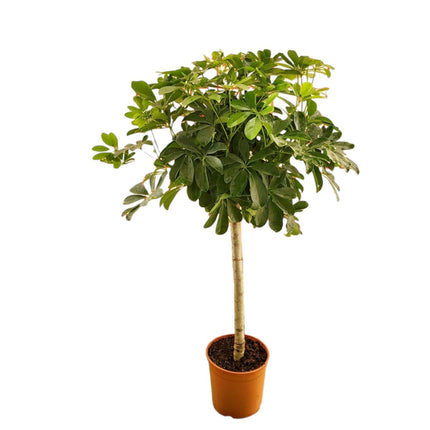 Schefflera op stam - ↑ 130 cm - ø23