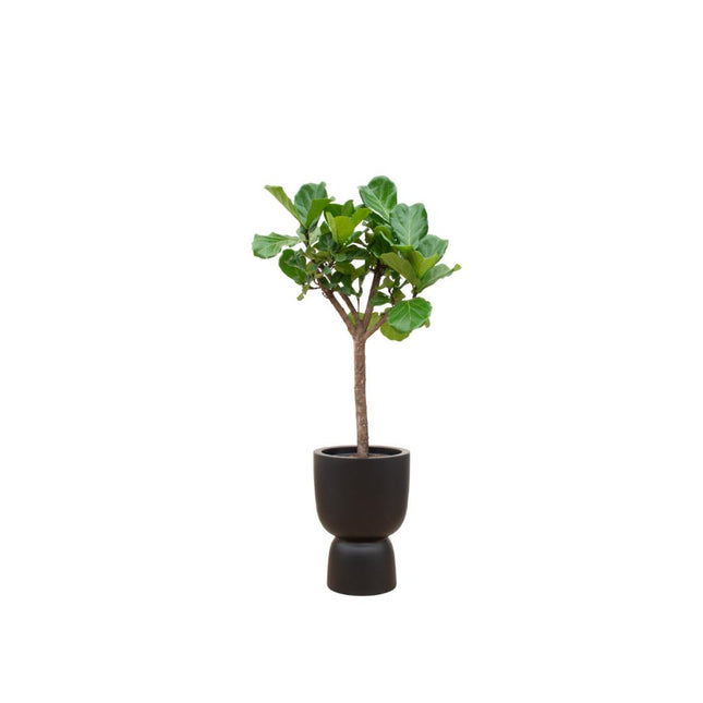 Combi deal - Ficus Lyrata boom inclusief elho Pure Coupe zwart Ø41 - ↑ 210 cm