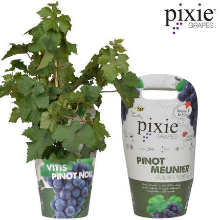 Vitis Pixie Pinot Noir - Blauwe Wijndruif - Ø 14cm - ↑ 30cm
