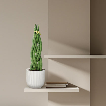 Sansevieria cylindrica 'Twist' - ↑ 40 cm - ø10,5