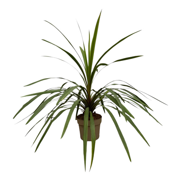 Cordyline Peko - ↑ 90 cm - Ø24cm