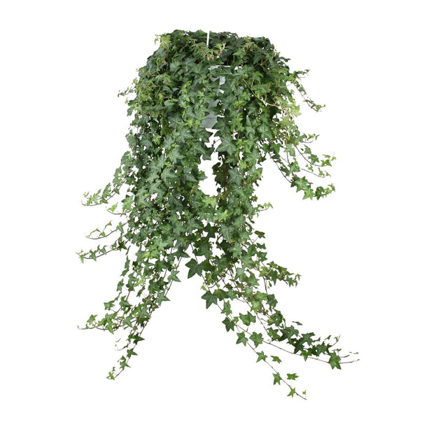 Hedera Helix Pitsburg - Hang/XXL - Ø24cm - Hangplant