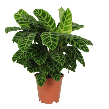 Calathea Zebrina - ↑ 80 cm - Ø19cm