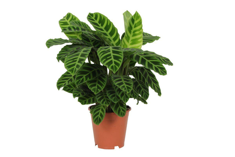 Calathea Zebrina - ↑ 80 cm - Ø19cm