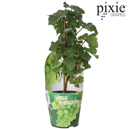 Vitis Pixie Riesling - Witte Wijndruif - Ø 14cm - ↑ 30cm