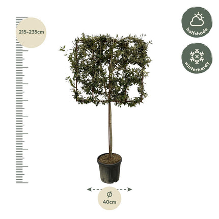 Quercus ilex boom op rek - ↑ 225 cm - Ø40cm