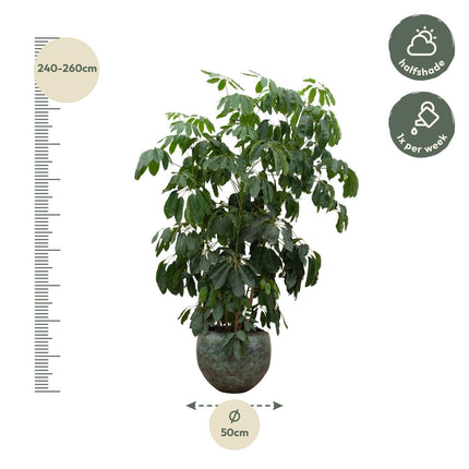 Schefflera Amate XL - 250 cm - ø50 - Kamerplant