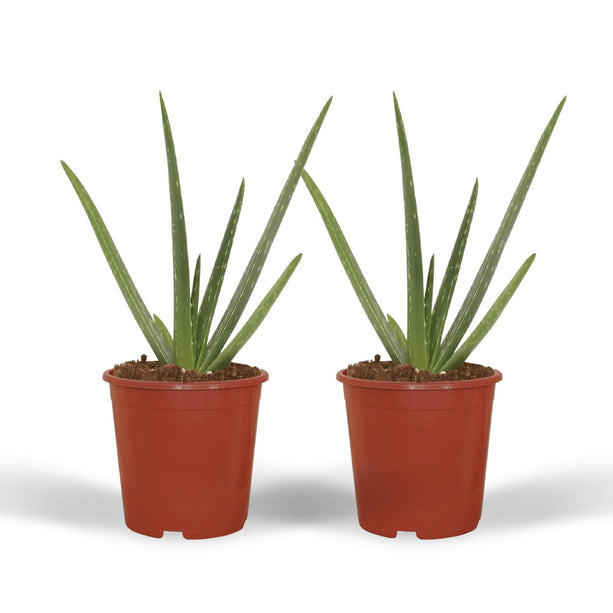 2x Aloe vera - Succulent - ↑ 40cm - ø12