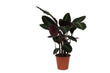 Calathea Warscewiczii - ↑ 80 cm - Ø19cm