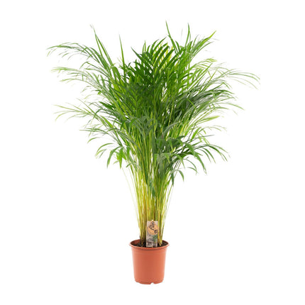 Areca palm - Ø21cm - ↑ 110cm