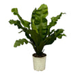 Asplenium Nidum - 80 cm - Ø21cm