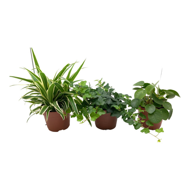 Green Mix Chlorophytum, Hedera, Pilea - 3 stuks - Ø13cm - ↑ 35cm