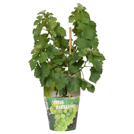 Vitis Pixie Riesling - Witte Wijndruif - Ø 14cm - ↑ 30cm