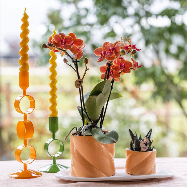 Kolibri Orchids | Gift set | Groene plant met oranje Phalaenopsis orchidee in Candy sierpotten op wit organisch dienblad