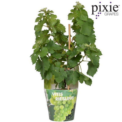 Vitis Pixie Riesling - Witte Wijndruif - Ø 14cm - ↑ 30cm
