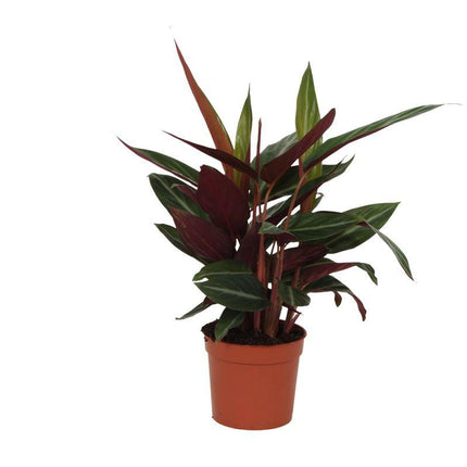 Calathea Stripestar - ↑ 40 cm - Ø12cm