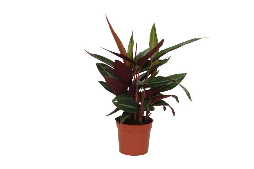 Calathea Stripestar - ↑ 40 cm - Ø12cm