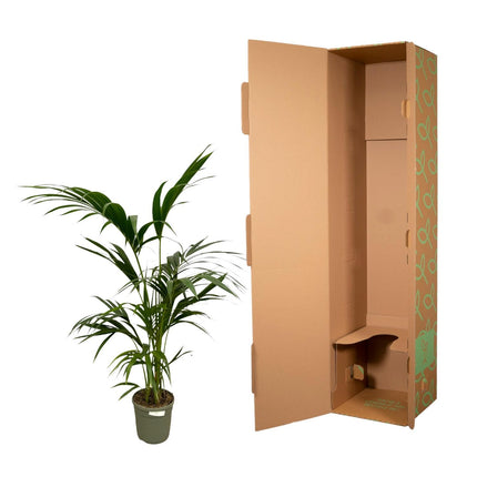 Kentia Palm - ↑ 130 cm - Ø21cm