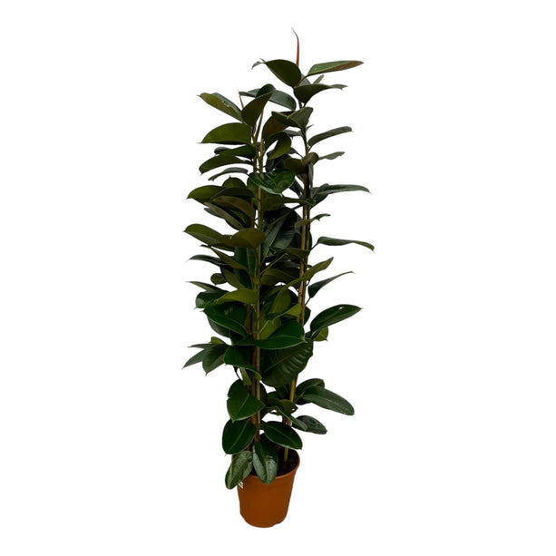 Ficus Elastica Robusta struik - ↑ 170 cm - Ø27cm