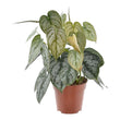 Philodendron Brandtianum - ↑ 35 cm - ø12