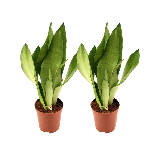 *PROMO JULI* Sansevieria Moonshine - 2 stuks - Ø12cm - ↑ 35cm