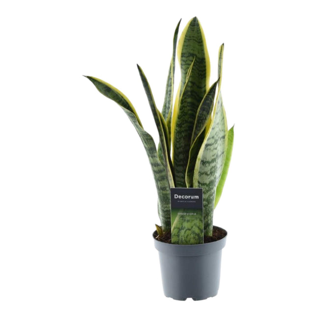 Sansevieria Laurentii - ↑ 45 cm - ø12