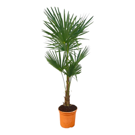 Trachycarpus Fortuneii - ↑ 160 cm - Ø25cm