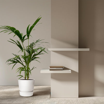 Kentia Palm - ↑ 130 cm - Ø21cm