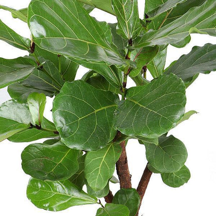 Ficus Lyrata (vertakt) - Ø27cm - ↑ 140cm