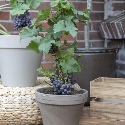 Vitis Pixie Pinot Noir - Blauwe Wijndruif - Ø 14cm - ↑ 30cm