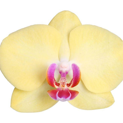 Phalaenopsis Lime Light - 3 tak - ↑ 60 cm - Ø12cm