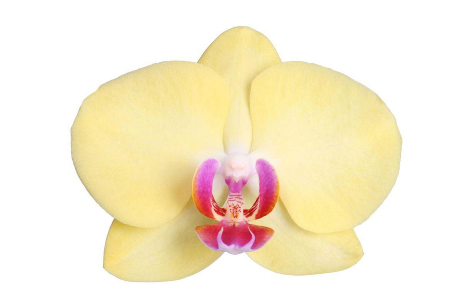 Phalaenopsis Lime Light - 3 tak - ↑ 60 cm - Ø12cm