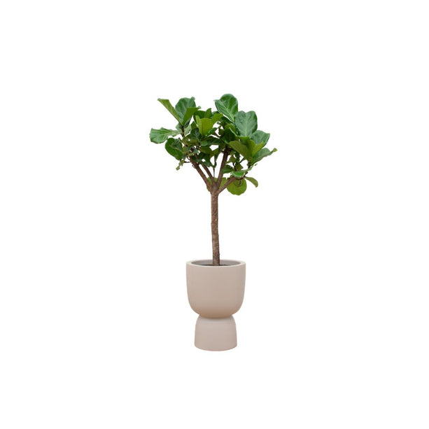 Combi deal - Ficus Lyrata boom inclusief elho Pure Coupe beige Ø41 - ↑ 210 cm