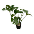 Monstera Deliciosa - ↑ 75 cm - 21cm