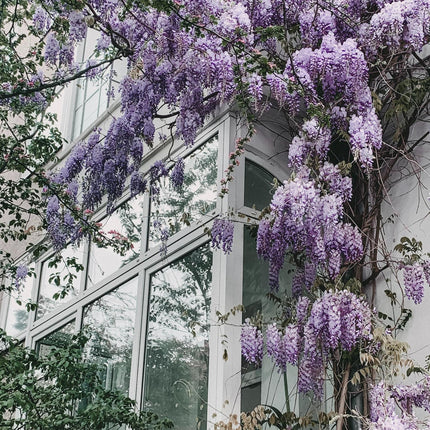 Wisteria floribunda 'Naga Noda' - Paarse Regen - Ø 16cm - ↑ 70cm