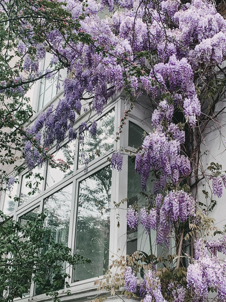 Wisteria floribunda 'Naga Noda' - Paarse Regen - Ø 16cm - ↑ 70cm
