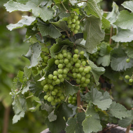 Vitis Pixie Riesling - Witte Wijndruif - Ø 14cm - ↑ 30cm