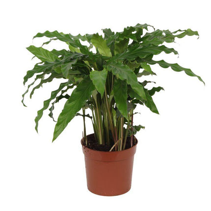 Calathea Bluegrass - ↑ 40 cm - Ø12cm