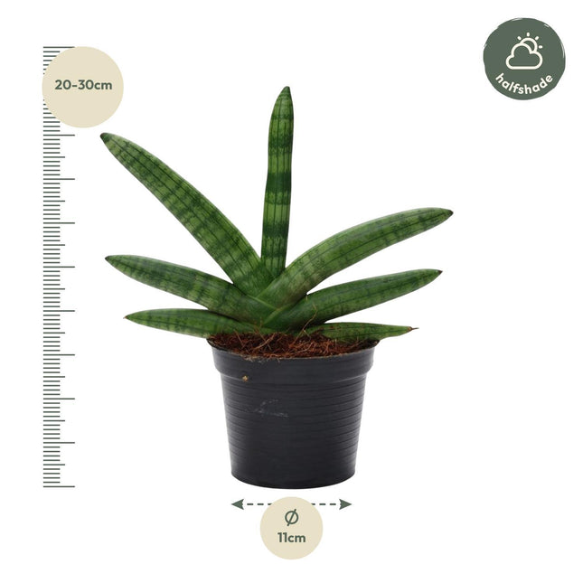 Sansevieria Skyline - ↑ 25 cm - ø10,5