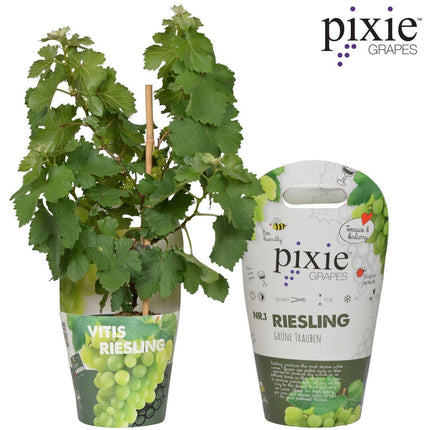 Vitis Pixie Riesling - Witte Wijndruif - Ø 14cm - ↑ 30cm