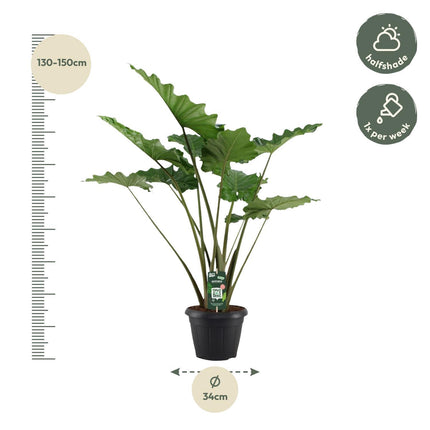 Alocasia Portodora - ↑ 140 cm