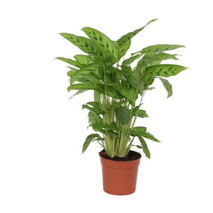 Calathea Leopardina - ↑ 40 cm - Ø12cm