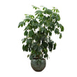 Schefflera Amate XL - 250 cm - ø50 - Kamerplant