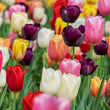 Tulpen Mix - Tulpenbollen 20 stuks