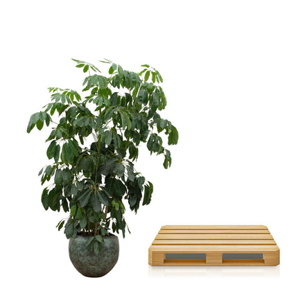 Schefflera Amate XL - 250 cm - ø50 - Kamerplant