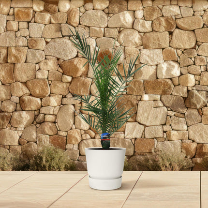 Phoenix Canariensis - ↑ 80 cm - Ø15cm