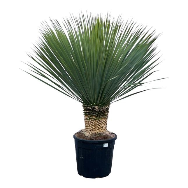 Yucca Rostrata - ↑ 140 cm - Ø50cm