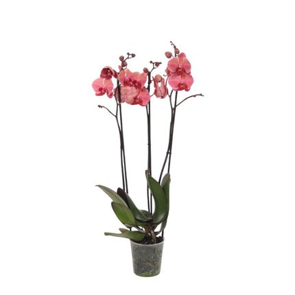 Phalaenopsis Narbonne - 3 tak - ↑ 60 cm - Ø12cm