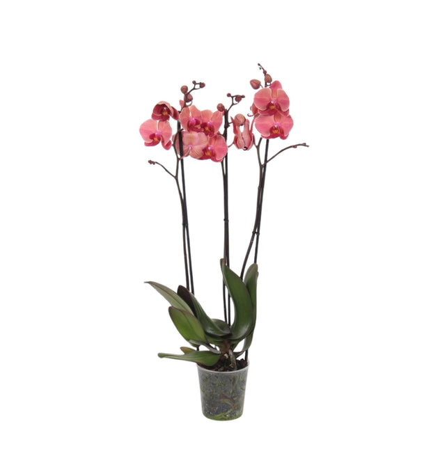 Phalaenopsis Narbonne - 3 tak - ↑ 60 cm - Ø12cm